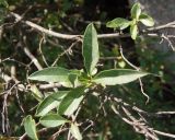 Ligustrum vulgare. Часть ветви. Украина, Днепропетровская обл., Апостоловский р-н, Токовский сельский совет, скалы возле Токовских водопадов. 04.08.2018.