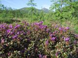 Rhododendron parvifolium. Верхушки цветущих растений. Магаданская обл., Ольский р-н, окр. пос. Армань, просека ЛЭП, редкостойный лиственничник. 23.06.2018.