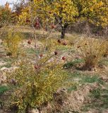 Punica granatum. Плодоносящие растения. Узбекистан, г. Ташкент, Юнусабадский р-н, окр. археологического памятника Актепа Юнусабадская, заброшенный гранатовый сад. 27.10.2018.