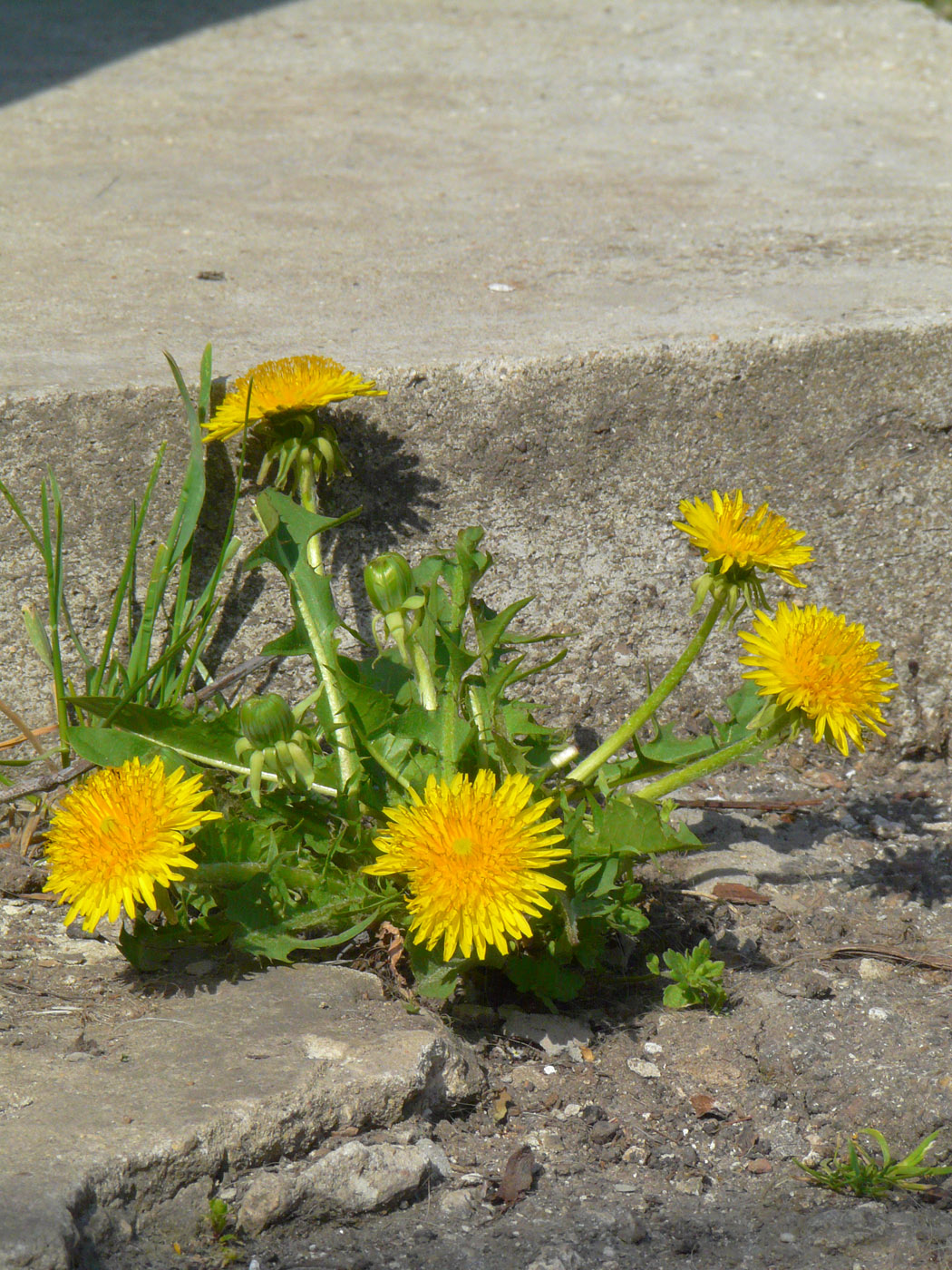 Изображение особи Taraxacum officinale.