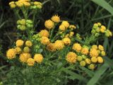 Senecio jacobaea подвид dunensis. Общее соцветие. Нидерланды, провинция Groningen, национальный парк Lauwersmeer, луг на месте осушенного морского залива. 28 июня 2008 г.