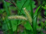 Carex rhynchophysa. Часть побега с женскими соцветиями. Алтай, Катунский хребет, берег оз. Нижнее Мультинское, ≈ 1600 м н.у.м., берег озера. 30.06.2018.