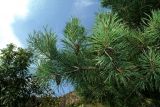 Pinus sylvestris subspecies hamata. Ветви с шишками. Ставропольский край, окр. г. Кисловодск, Берёзовское ущелье, долина реки. 15.09.2018.