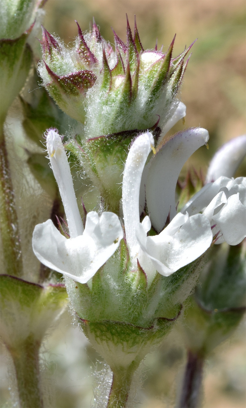 Изображение особи Salvia aethiopis.