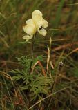 Aconitum anthoroideum