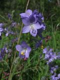 Polemonium acutiflorum. Соцветие. Магаданская обл., окр. г. Магадан, нижнее течение р. Магаданка, высокотравная поляна в ивняке. 23.07.2020.