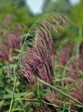 Phragmites australis