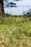 Equisetum hyemale