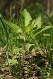 Stellaria nemorum