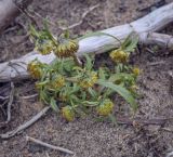 Bidens cernua. Цветущее и плодоносящее растение. Пермский край, Оханский р-н, Тулумбаихинское сельское поселение, Кунчурихинский бор, часто затапливаемый песчаный берег. 25.09.2021.