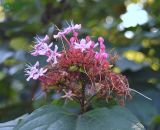 Clerodendrum bungei