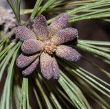 Pinus torreyana. Микростробилы на верхушке веточки. Израиль, Иудейские горы, г. Иерусалим, ботанический сад университета. 08.03.2022.