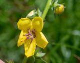 Verbascum virgatum