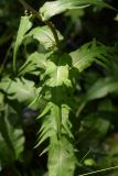 Cirsium heterophyllum. Средний стеблевой лист. Челябинская обл., Златоустовский гор. округ, национальный парк \"Таганай\", окр. приюта \"Таганай\", лес. 5 июля 2023 г.