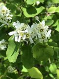 род Amelanchier. Соцветия. Хабаровский край, окр. г. Комсомольск-на-Амуре, кедрово-широколиственный лес, на вершине сопки. 07.06.2022.