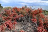 Ephedra intermedia