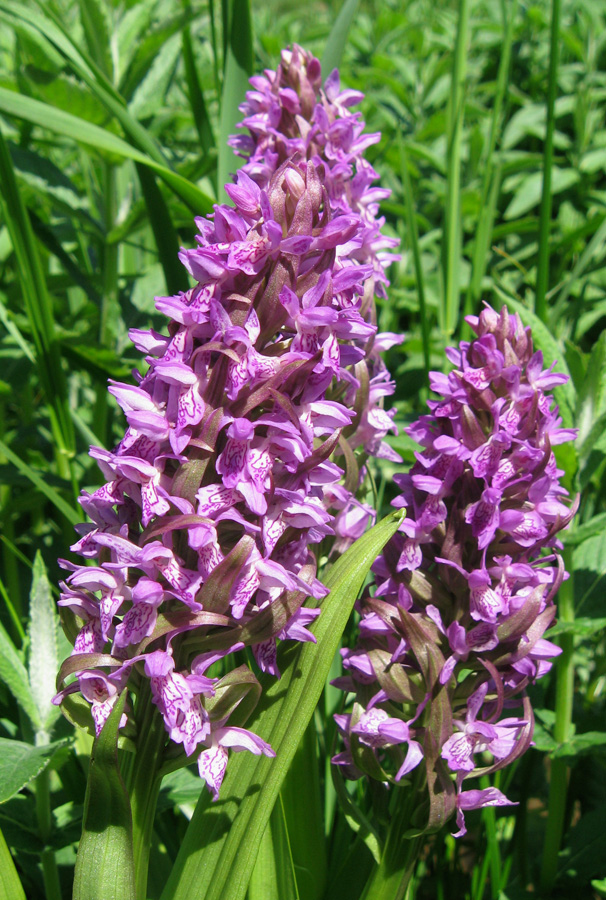 Изображение особи Dactylorhiza incarnata.