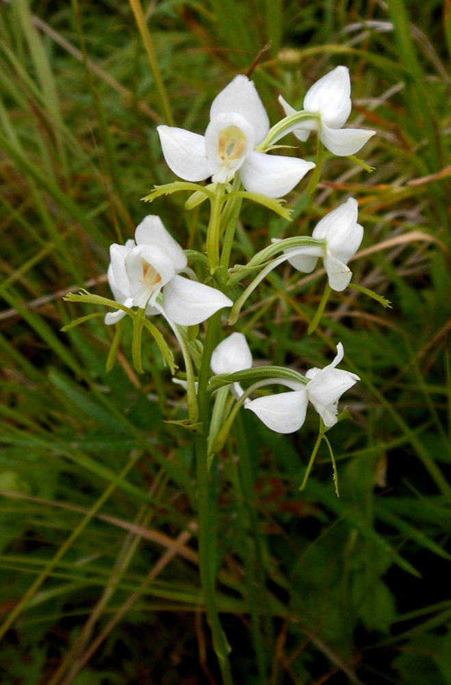 Изображение особи Habenaria linearifolia.