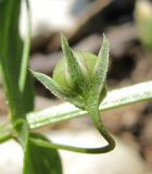 Anagallis arvensis