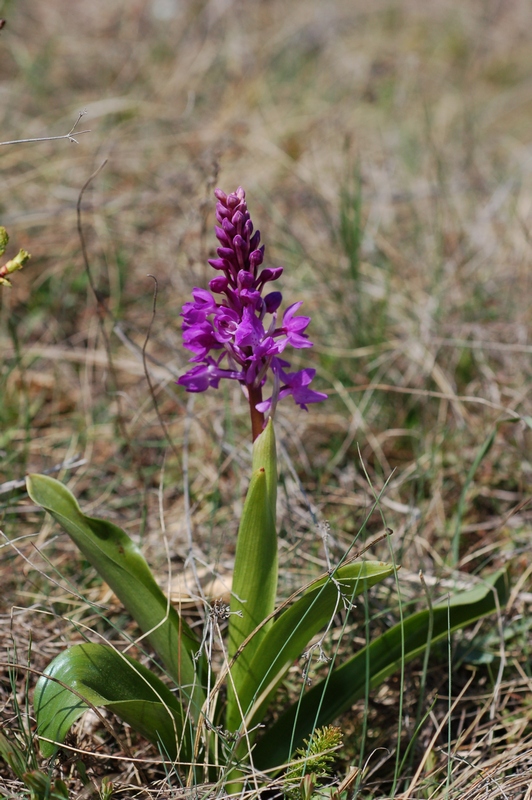 Image of Orchis mascula specimen.