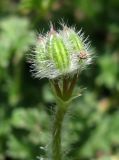 Erodium cicutarium