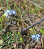 Myosotis incrassata