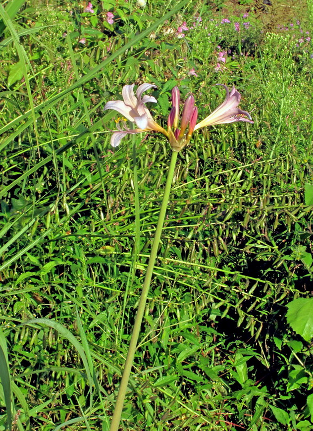 Изображение особи род Lycoris.