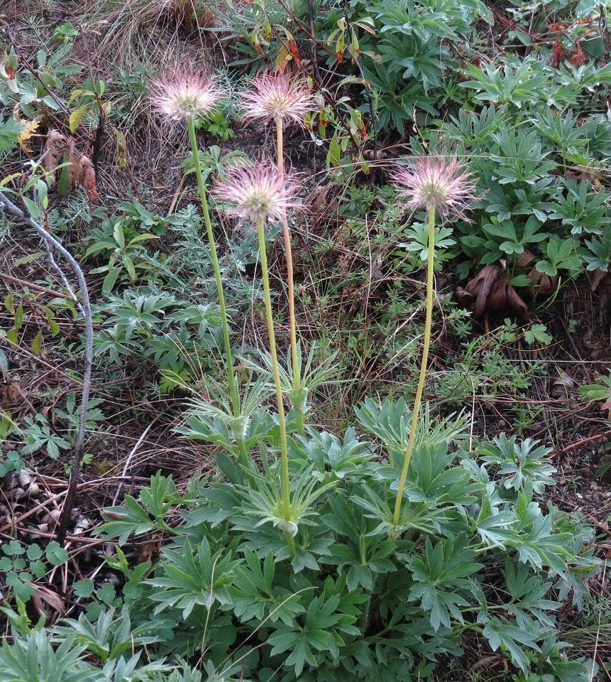 Изображение особи Pulsatilla patens.