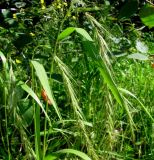 Elymus sibiricus