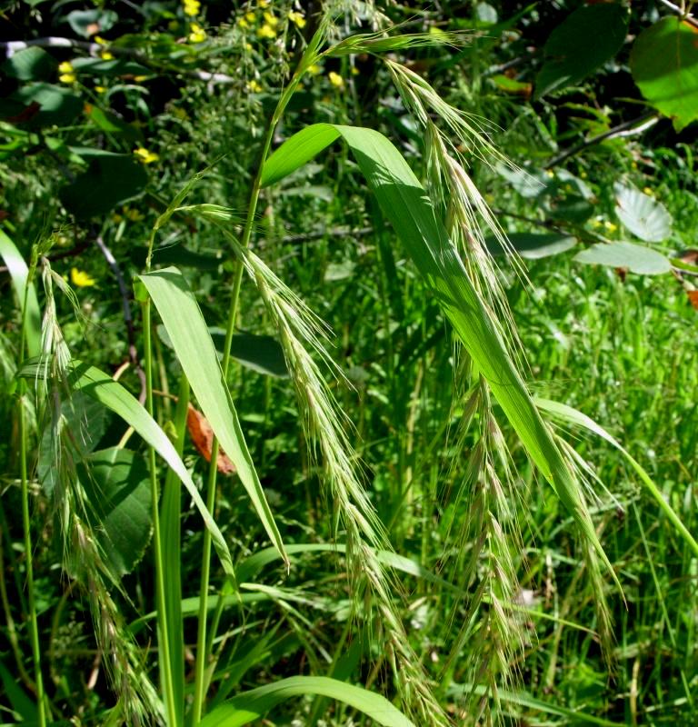 Изображение особи Elymus sibiricus.