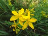 Hypericum perforatum