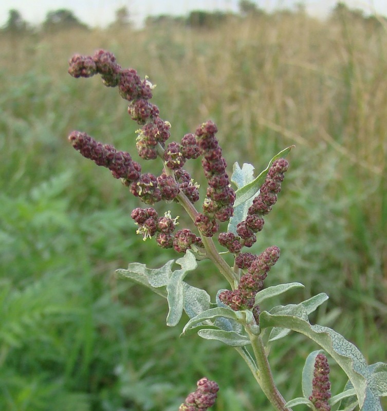 Изображение особи Atriplex tatarica.