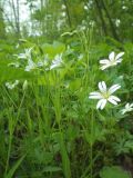 Stellaria holostea