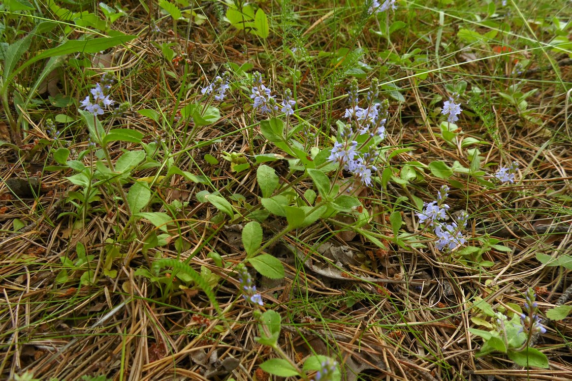 Изображение особи Veronica officinalis.