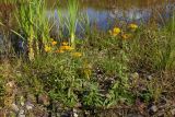 Inula britannica. Цветущие растения. Новгородская обл., г. Боровичи, коса на р. Мста возле Бобровских гор. 06.09.2015.