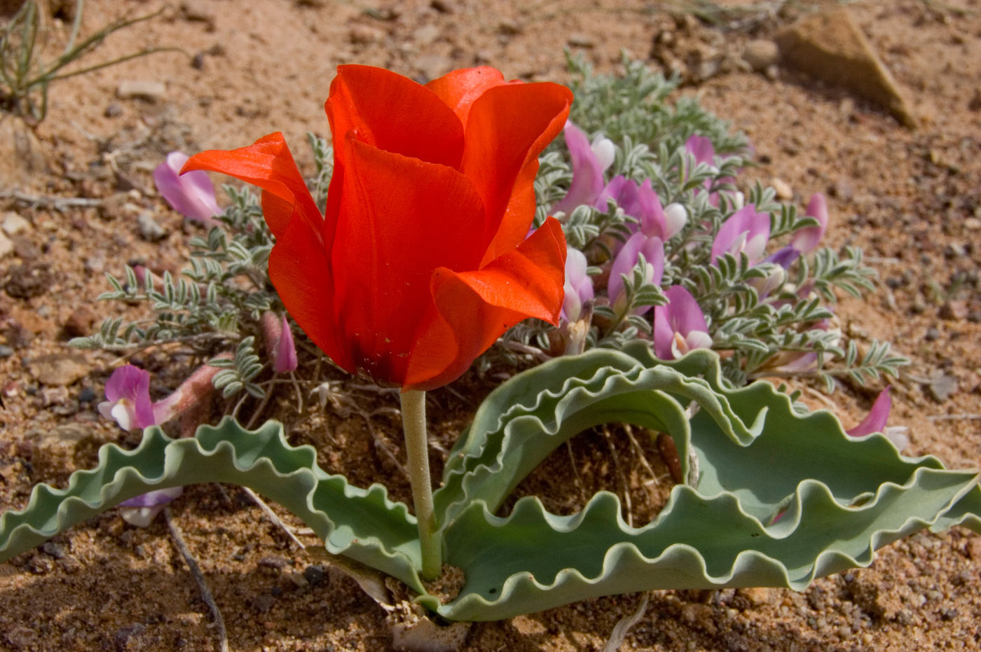 Изображение особи Tulipa alberti.