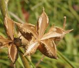 Dictamnus angustifolius