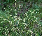 Aconogonon angustifolium