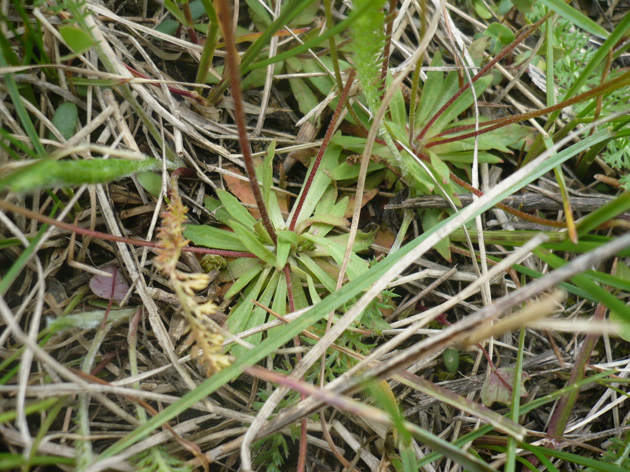 Image of Androsace lactiflora specimen.