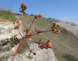 Peucedanum tauricum. Верхушка побега с соплодием. Краснодарский край, м/о г. Новороссийск, пер. Маркотх, скальное обнажение. 22.10.2016.