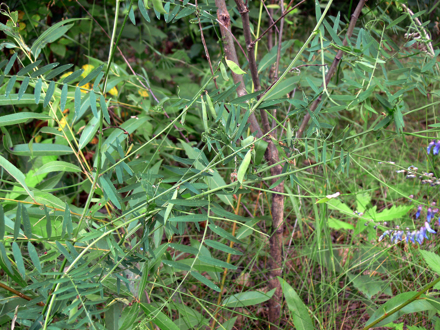 Изображение особи Vicia cracca.