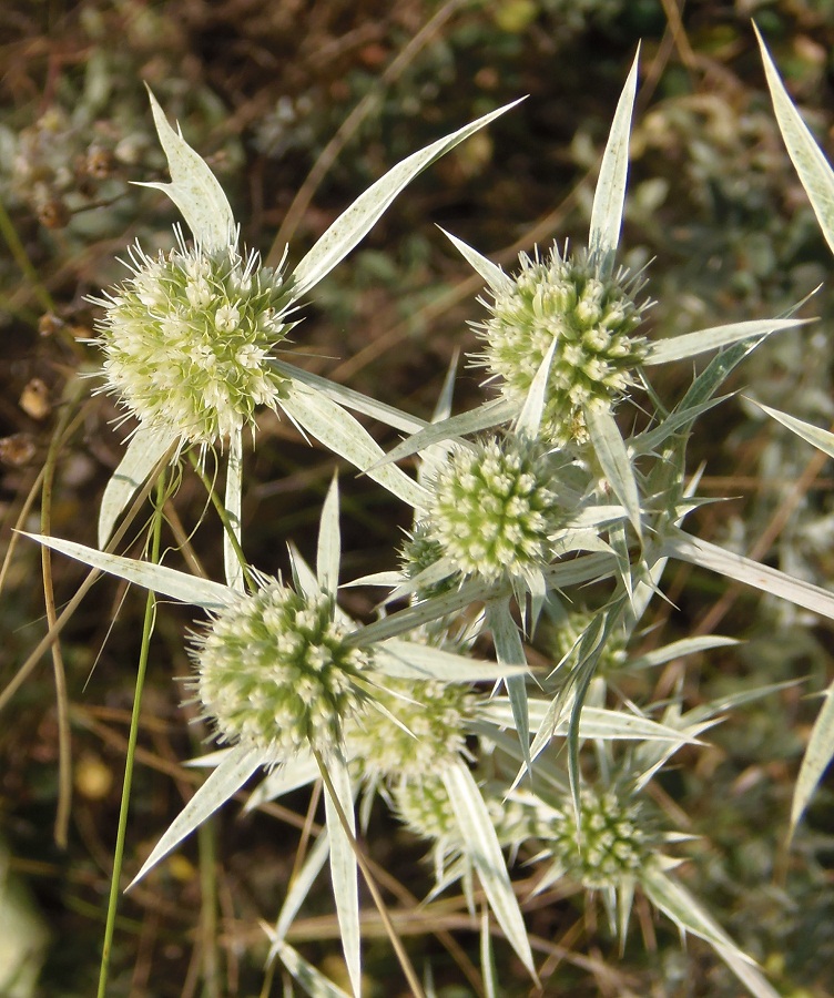 Изображение особи Eryngium campestre.