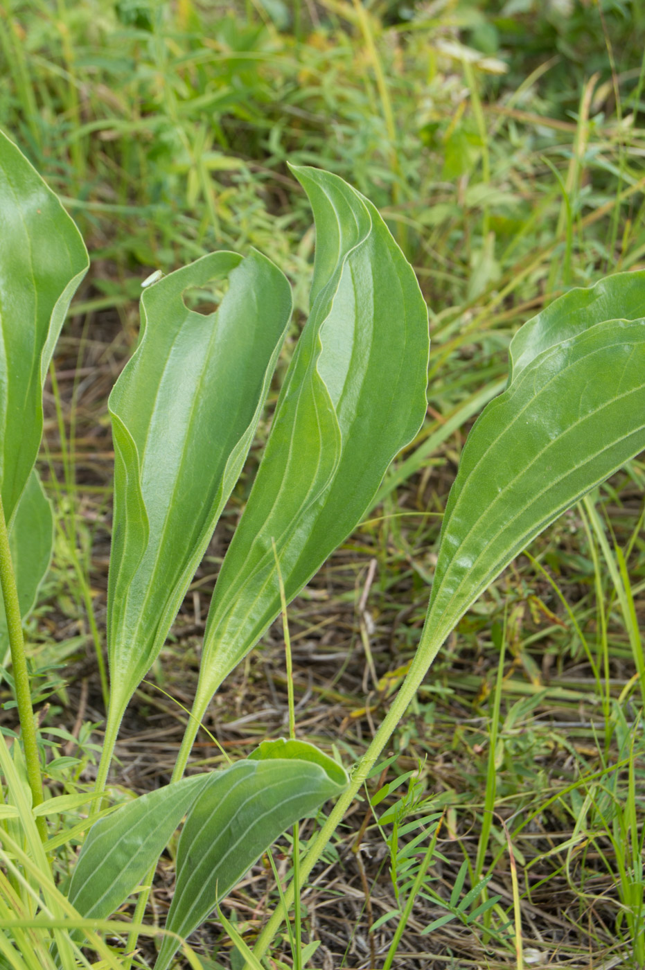 Изображение особи Plantago maxima.