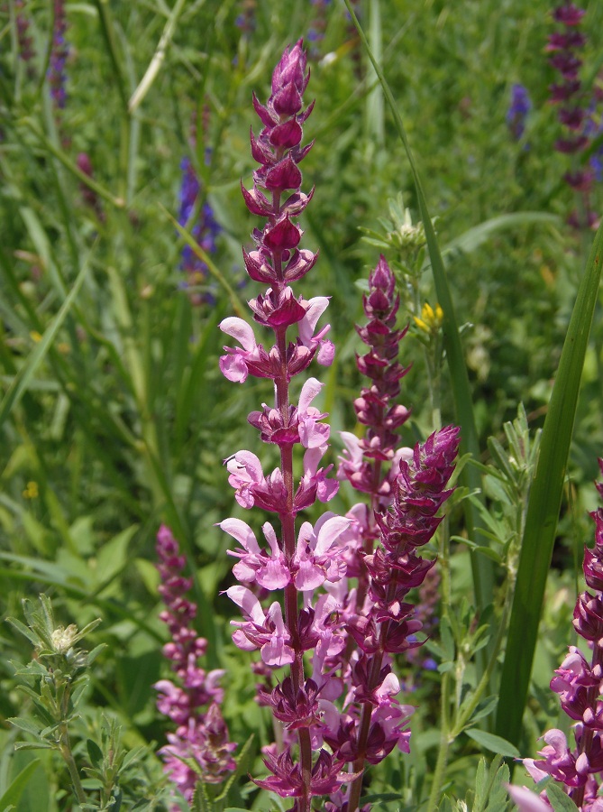 Изображение особи Salvia tesquicola.