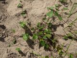 Fallopia convolvulus