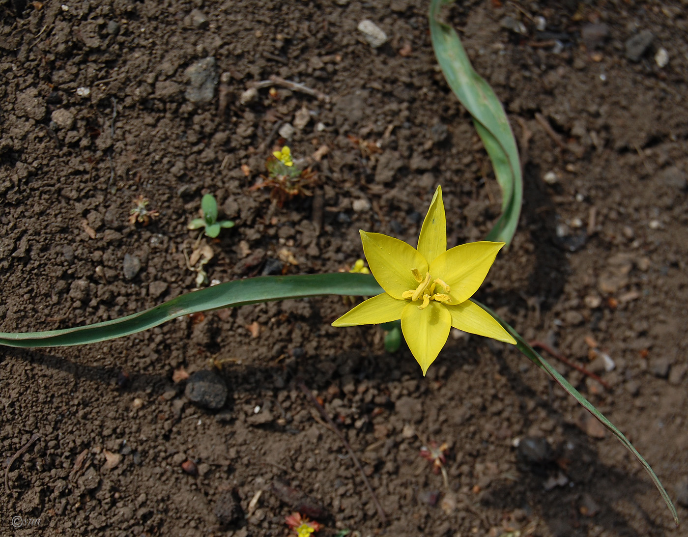 Изображение особи Tulipa biebersteiniana.