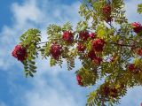 Sorbus esserteauiana