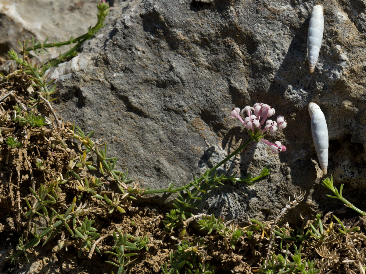 Изображение особи Asperula pubescens.