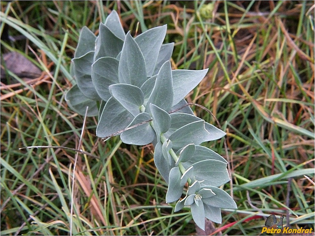 Изображение особи Linaria genistifolia.