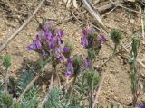 Oxytropis turczaninovii